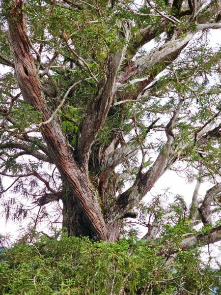 卡拉寶山-小百岳#86-花蓮縣秀林鄉2796156