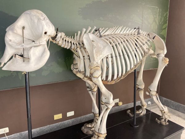 雨天備案💙 台灣博物館的古生代館-台大動植物館免費參觀-北投♨️季2807518