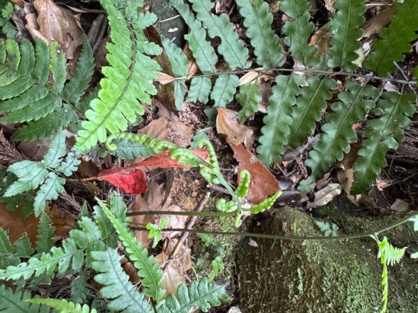 2025/04/04小百岳第022「東眼山」2753241