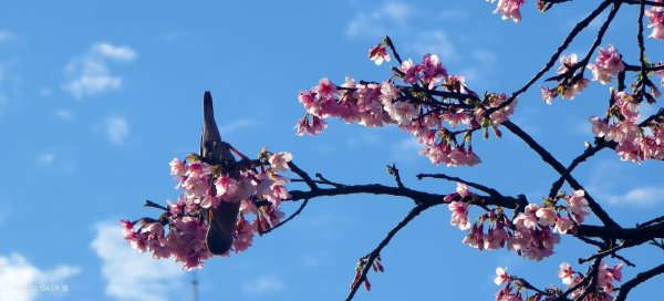 #栗尾椋鳥 #綠繡眼 #東湖樂活公園 #花園新城 #屈尺 #寒櫻 2/42992858