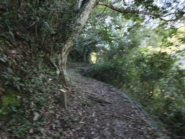 [玉山尋寶任務-07/12] 2025_0824 八通關雲龍瀑布步道2870552