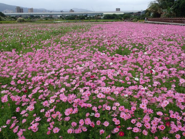 2020愛戀關渡, 花現幸福1189777