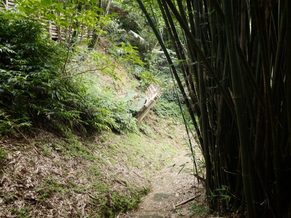 [淡蘭古道] 2026_0531 北路第四段_金字碑古道(下)-金字碑3071088