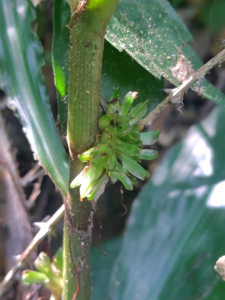 唐麻丹山 蝴蝶谷2918841