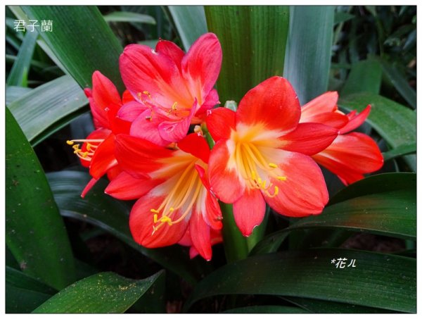 溪頭/山芙蓉之旅712626