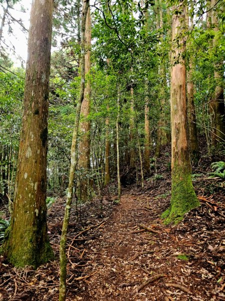 野馬瞰山步道-2025森遊竹縣皮皮獅探險隊2895237