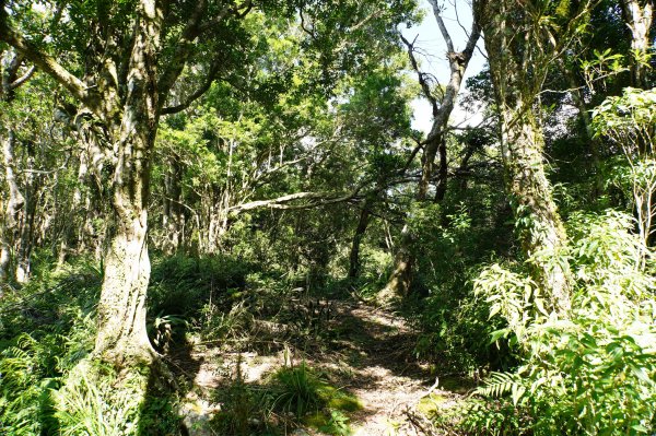 宜蘭 南澳 御恩山2892669