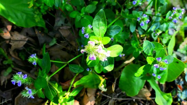 紫花酢醬草2739933