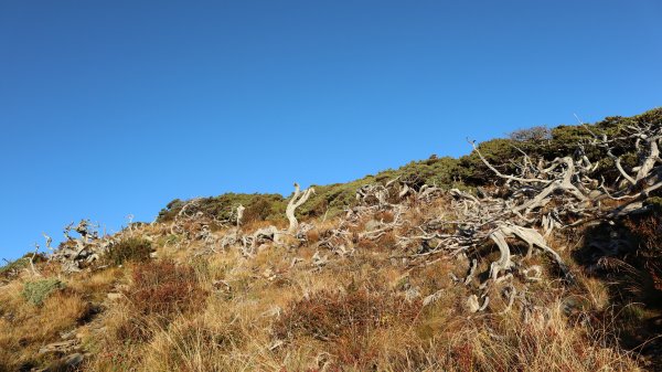 雪山主東峰登山健行趣(百岳02號＆74號)1882725