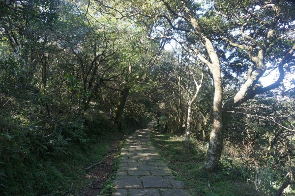 大屯山系｜彌陀山、青楓步道1282664