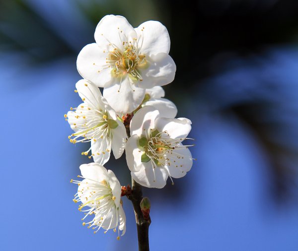 【臺南~楠西】梅嶺賞梅一~觀音步道1246940