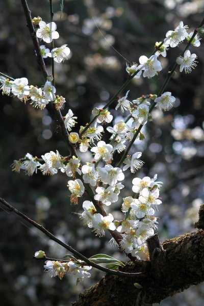 【南投~信義 】  烏松崙賞梅1254487