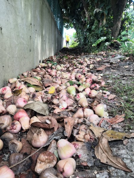 淡蘭古道中路794555