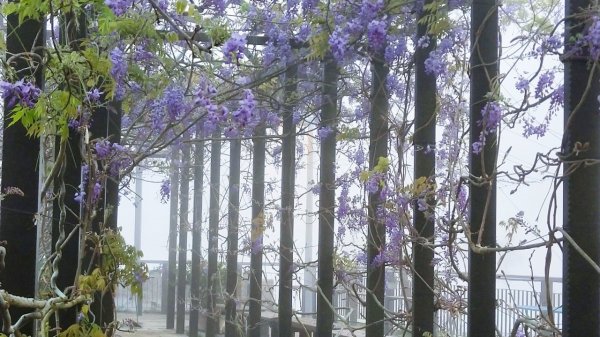 1100314瑞里紫藤花祭活動日期查詢890248