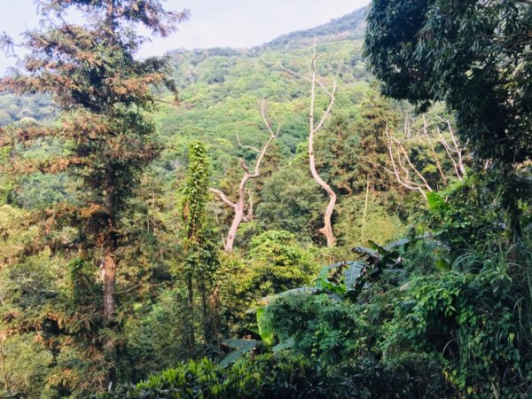 瓏美麗一週一步道（馬那邦山）558305