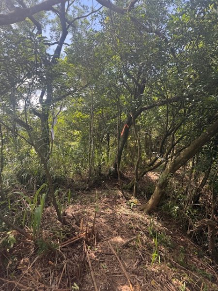 20250601 柑柑柑腳山2801046