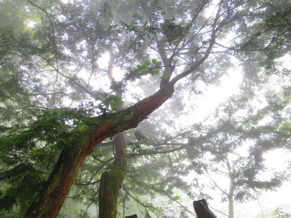 【新竹】觀霧迷幻森林：檜山巨木群步道1111944
