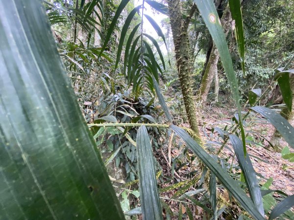 《雪山坑登山步道｜巨人之手森林秘境 Xueshankeng Hiking Trail & Giant2971093