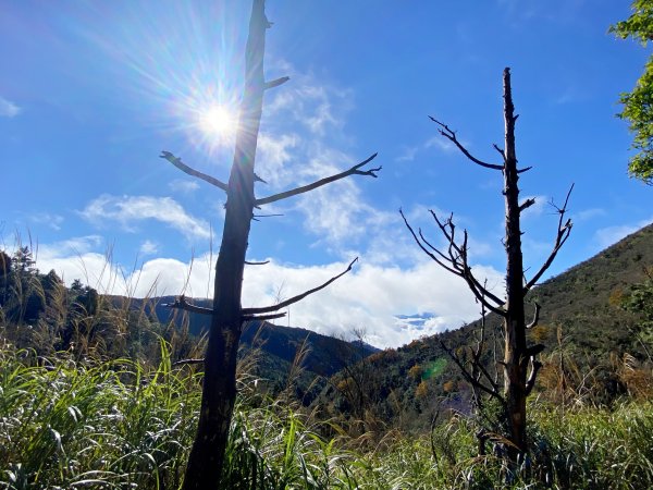 太平山山毛櫸步道與浪漫金黃相遇    2021/11/161519150