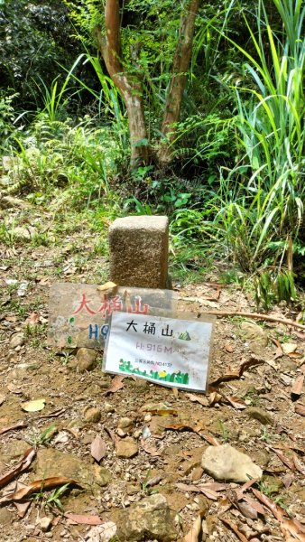 烏來大桶山（由桂山路攀登）2492868