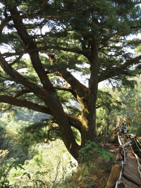 頭嵙山(聖普宮路線)105221