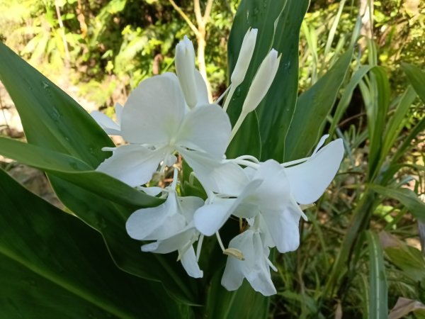雙溪區內盤山坑古道+石硿子越嶺古道+盤山坑古道+過火坪古道O型