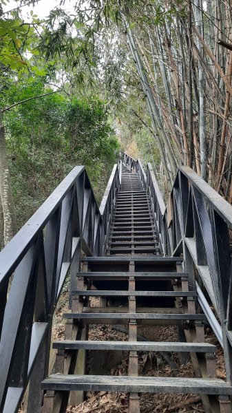 《台中》樹中有樹｜大坑步道6上7下O繞202502082708614