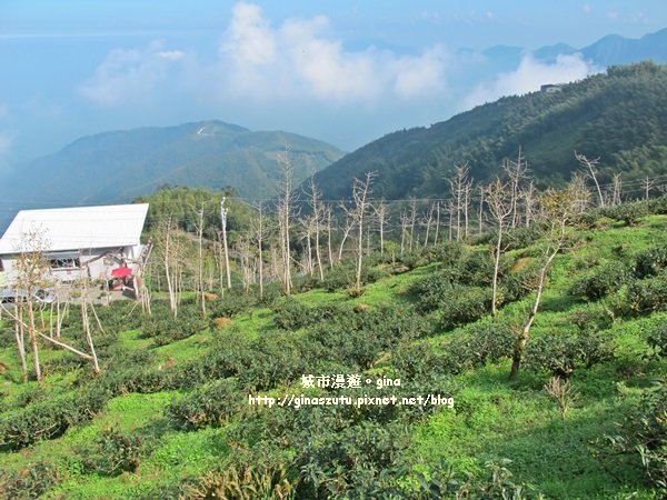 南投鹿谷~聽風~雲起~大崙山觀光茶園步道964983