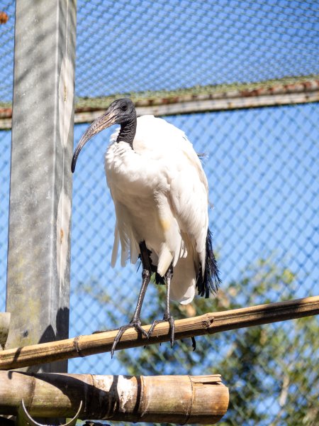 鳳凰谷鳥園2961145