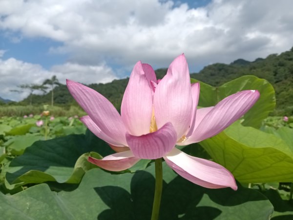 雙溪區彎穹夏日荷影2806535