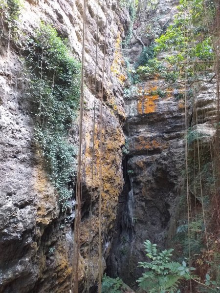 高雄北柴山（壽山）新春猴塞雷816880