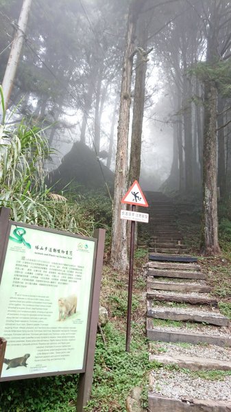 大塔山 & 阿里山國家森林遊樂區550029