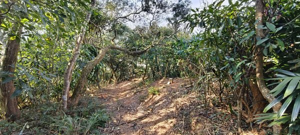 2024/12/28-蓮華山古道群：飛龍步道、進香古道、採茶古道、載熙古道2678902