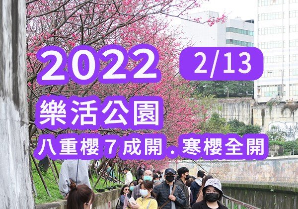 【樂活公園 | 2022/2/13 櫻花 | 台北櫻花 | 前半段寒櫻全部滿開、後半段八重櫻7成開】Cherry Blossom, Taiwan Neihu