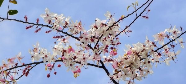 人生首見 #花旗木 #花博公園 首訪 #法雨山普宜苑  #石斛蘭 #守城滿山紅 4/21&233040113