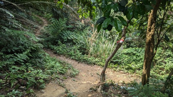 112.04.04王公坑山-烏塗窟山之開滿血藤花2120596