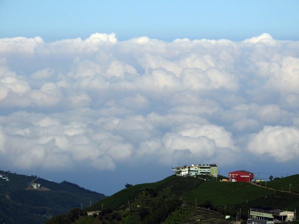 20190827-忘憂森林金柑樹嶺頭山663032