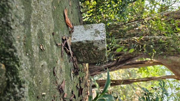 【誰是本尊？誰又是分身？】解鎖第53座小百岳#038鐵砧山2903854