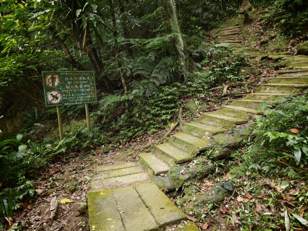 [淡蘭古道] 2026_0523 南路第一段_妙高台步道3069497