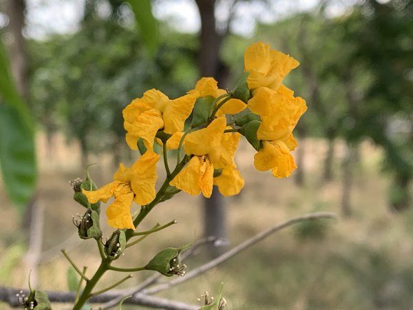 20250503屏東基石-大餉營庄東北2781533