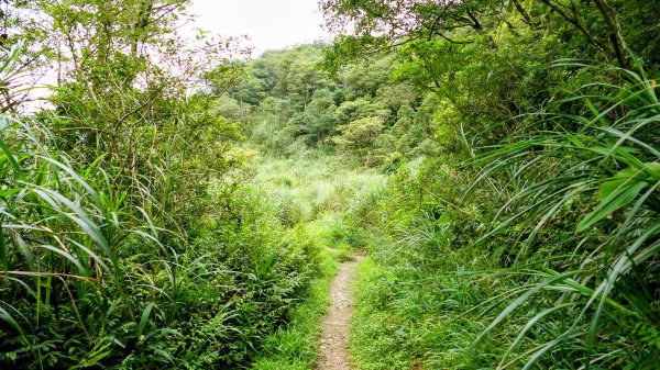 桶後越嶺古道2876802