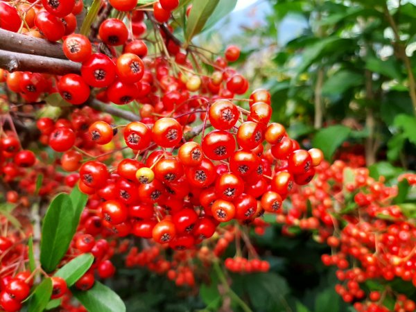 深秋。楓紅1190496