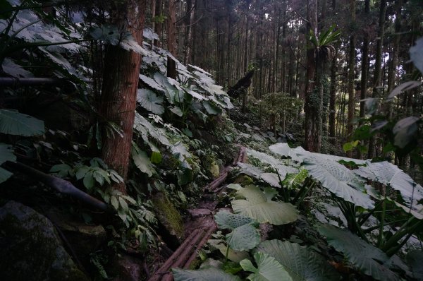 向天湖山、光天高山O型1946606