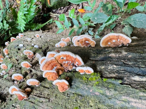 大艽芎古道縱走 新/溪州山(小百岳#23) 出溪州公園2893895