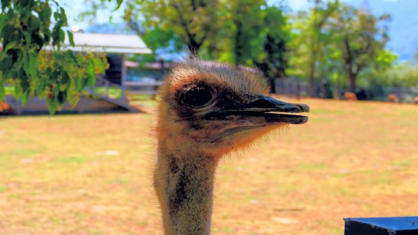 台東原生應用植物園3015255