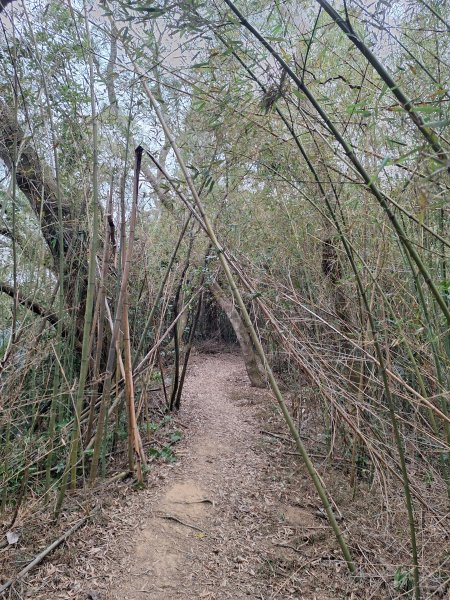 文林古道(鄧雨賢公園起登)202401222696189