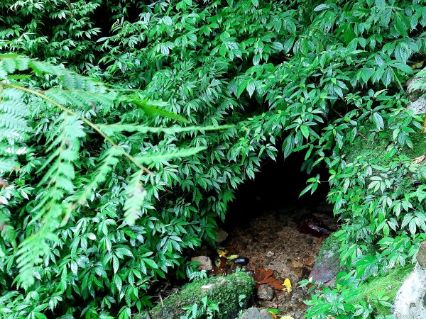 走遍陽明山：擎天崗系｜迷霧中的草原祕境、古道幽境2123772