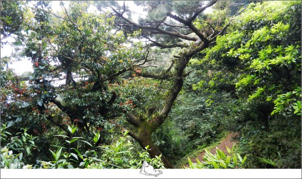 大屯山群峰步道(大屯山主峰、南峰、西峰)882628