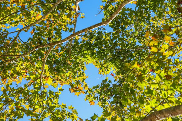 [苗栗]馬那邦山2355174