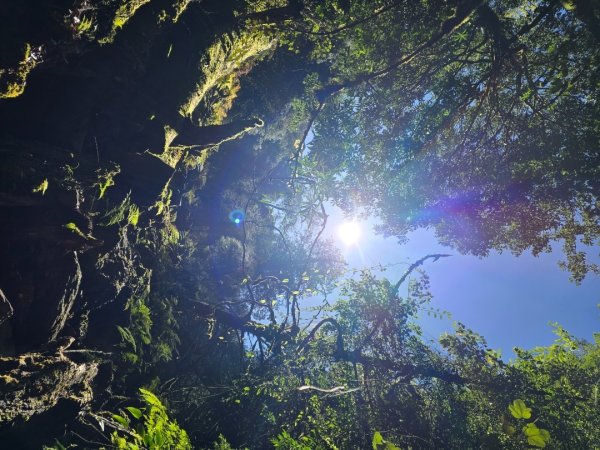 郡大林道19k之郡大神木群二刷～雲海滿出來～2451887